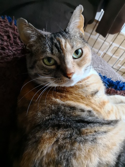 f:id:hiraryo0201:20180430102727j:plain f:id:hiraryo0201:20180430102727j:plain