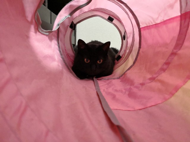 f:id:hiraryo0201:20180430150326j:image f:id:hiraryo0201:20180430150326j:image