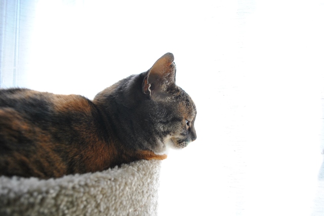 f:id:hiraryo0201:20180506121740j:plain f:id:hiraryo0201:20180506121740j:plain