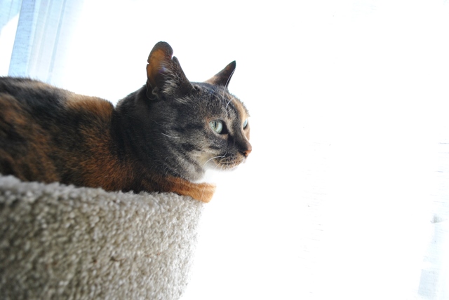 f:id:hiraryo0201:20180506121752j:plain f:id:hiraryo0201:20180506121752j:plain