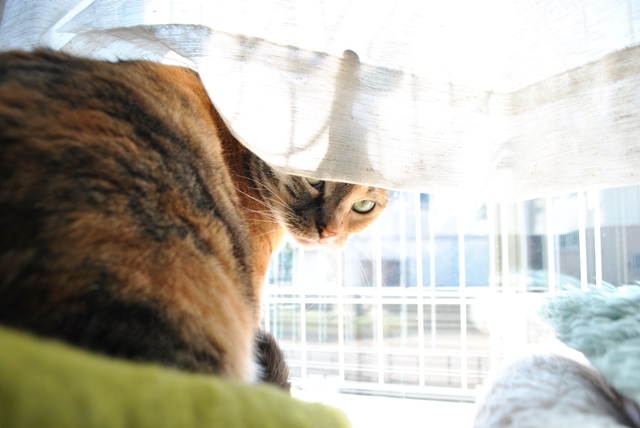 f:id:hiraryo0201:20180506121829j:plain f:id:hiraryo0201:20180506121829j:plain