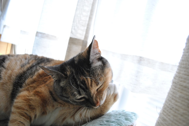 f:id:hiraryo0201:20180506121841j:plain f:id:hiraryo0201:20180506121841j:plain