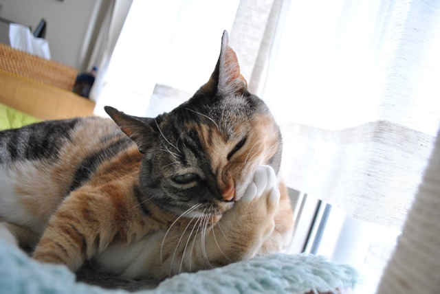 f:id:hiraryo0201:20180506121849j:plain f:id:hiraryo0201:20180506121849j:plain