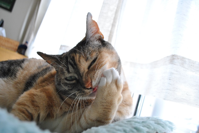 f:id:hiraryo0201:20180506121855j:plain f:id:hiraryo0201:20180506121855j:plain