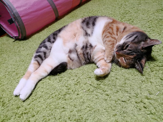 f:id:hiraryo0201:20180506123134j:image f:id:hiraryo0201:20180506123134j:image