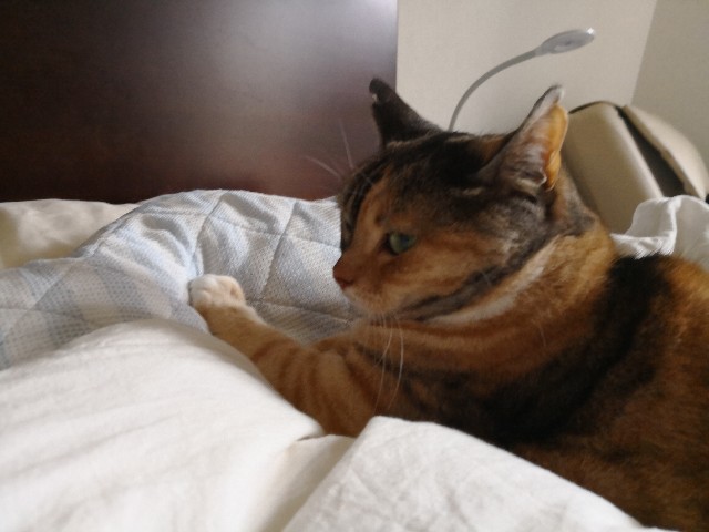 f:id:hiraryo0201:20180506162824j:image