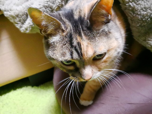 f:id:hiraryo0201:20180509134730j:image