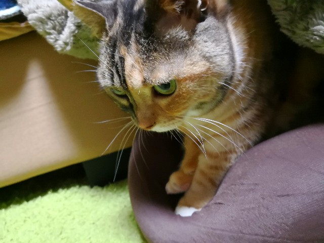 f:id:hiraryo0201:20180509134742j:image