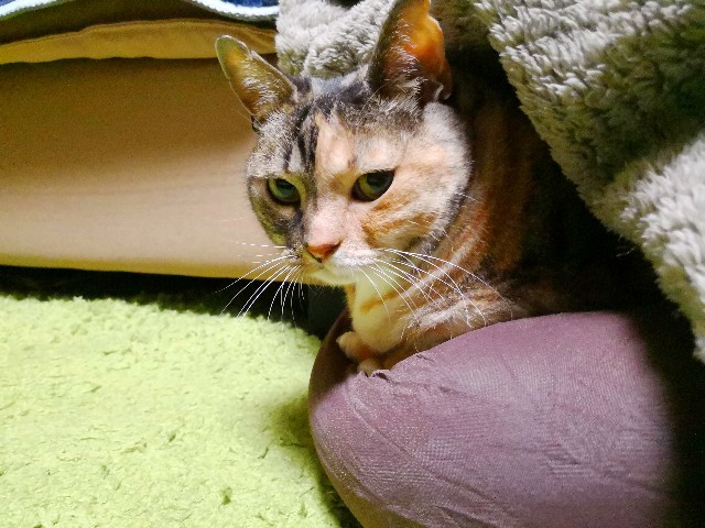 f:id:hiraryo0201:20180509134752j:image
