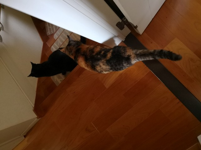 f:id:hiraryo0201:20180512225455j:image f:id:hiraryo0201:20180512225455j:image