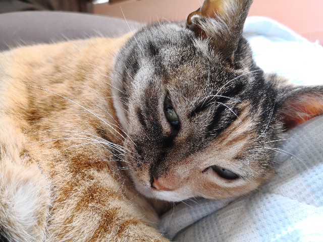 f:id:hiraryo0201:20180512232740j:plain f:id:hiraryo0201:20180512232740j:plain