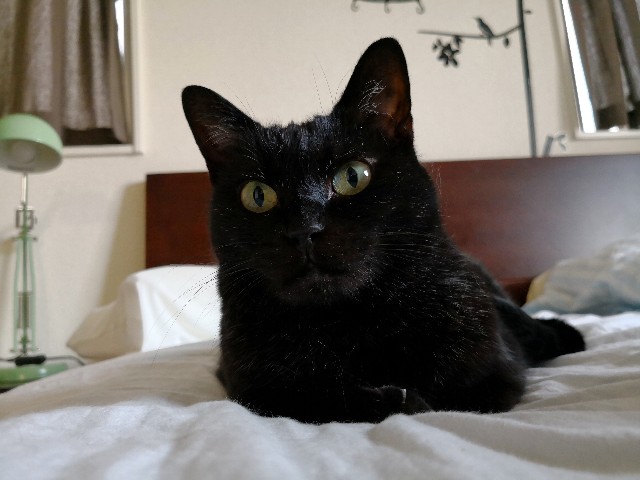 f:id:hiraryo0201:20180526164904j:plain f:id:hiraryo0201:20180526164904j:plain