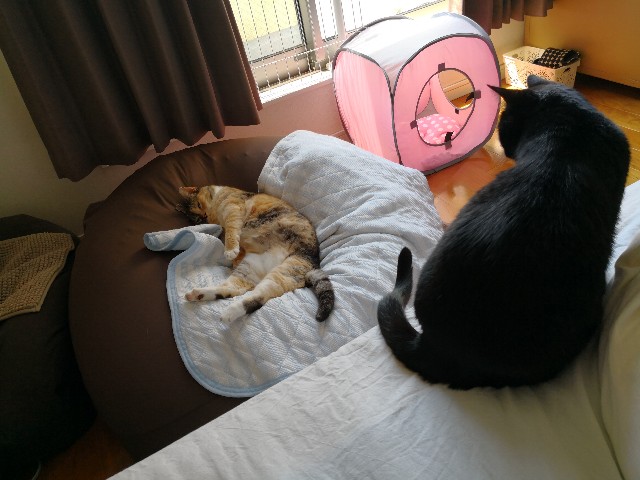 f:id:hiraryo0201:20180527101721j:image f:id:hiraryo0201:20180527101721j:image