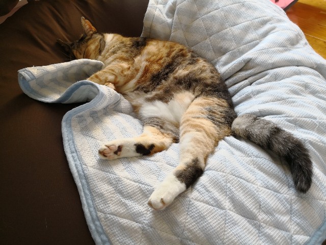 f:id:hiraryo0201:20180527101739j:image f:id:hiraryo0201:20180527101739j:image