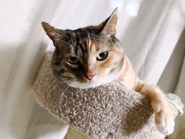 f:id:hiraryo0201:20180528232219j:image f:id:hiraryo0201:20180528232219j:image