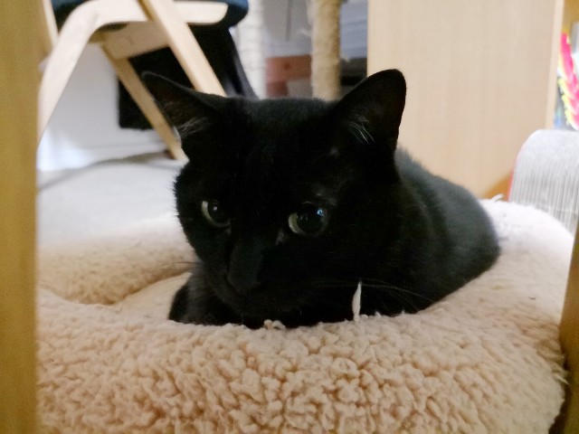 f:id:hiraryo0201:20180528232244j:image f:id:hiraryo0201:20180528232244j:image