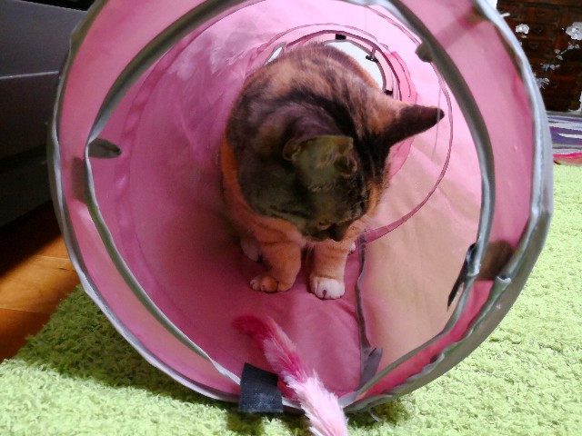 f:id:hiraryo0201:20180601222350j:plain