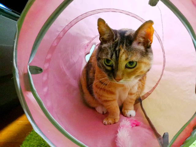 f:id:hiraryo0201:20180601222405j:image