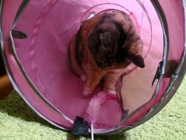 f:id:hiraryo0201:20180601222434j:image