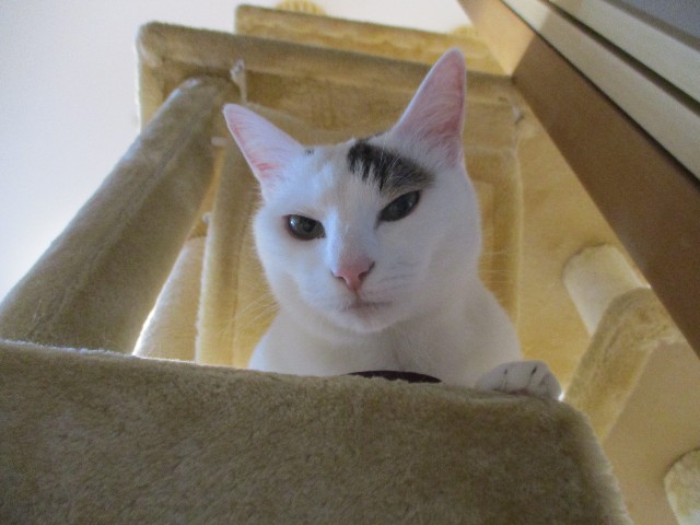 f:id:hiraryo0201:20180604184346j:image f:id:hiraryo0201:20180604184346j:image