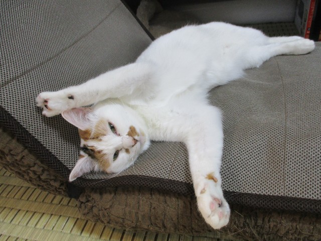 f:id:hiraryo0201:20180604184400j:plain f:id:hiraryo0201:20180604184400j:plain