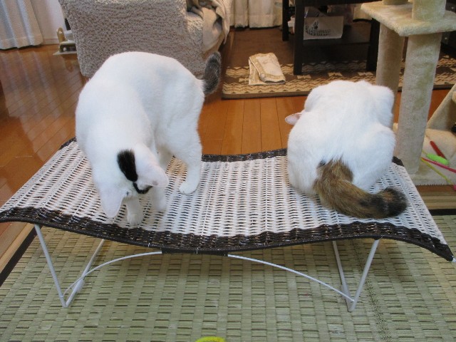 f:id:hiraryo0201:20180604184412j:image f:id:hiraryo0201:20180604184412j:image