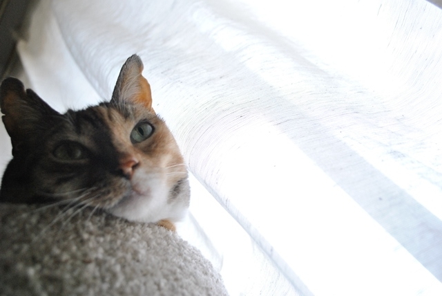 f:id:hiraryo0201:20180604222241j:plain