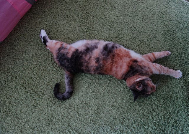 f:id:hiraryo0201:20180604222401j:plain f:id:hiraryo0201:20180604222401j:plain