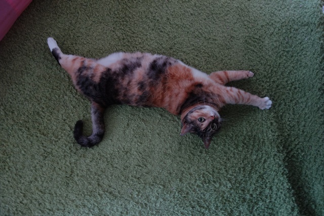 f:id:hiraryo0201:20180604222427j:plain f:id:hiraryo0201:20180604222427j:plain