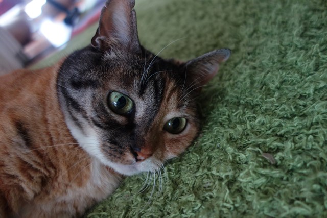 f:id:hiraryo0201:20180604222436j:plain f:id:hiraryo0201:20180604222436j:plain