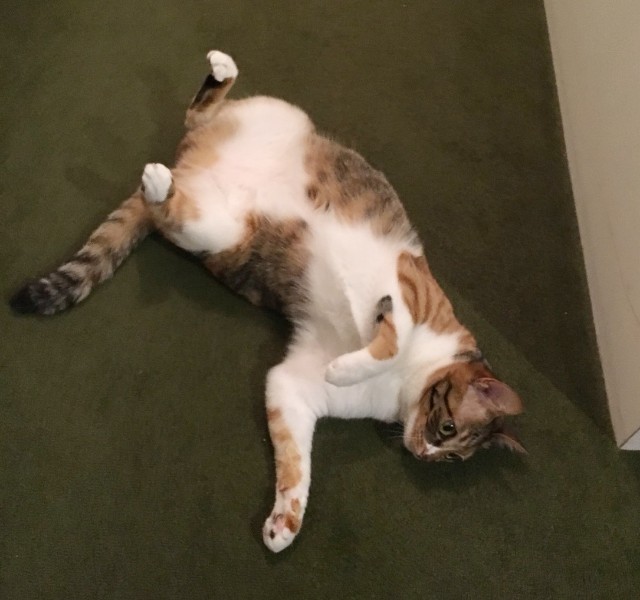 f:id:hiraryo0201:20180607164439j:image f:id:hiraryo0201:20180607164439j:image