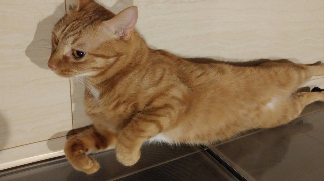 f:id:hiraryo0201:20180607164502j:image f:id:hiraryo0201:20180607164502j:image