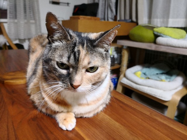 f:id:hiraryo0201:20180609081026j:image