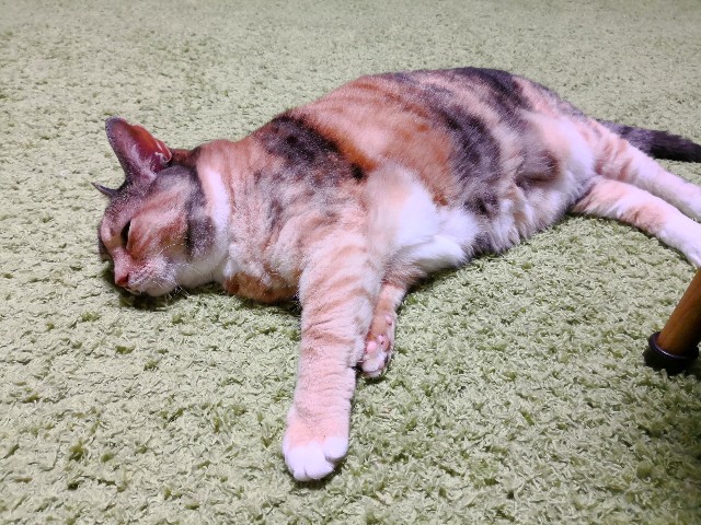 f:id:hiraryo0201:20180609081201j:image