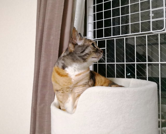 f:id:hiraryo0201:20180609081301j:image