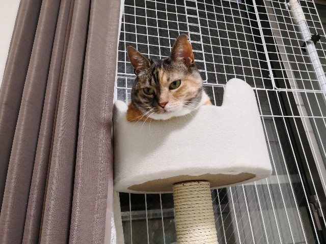 f:id:hiraryo0201:20180609081412j:image