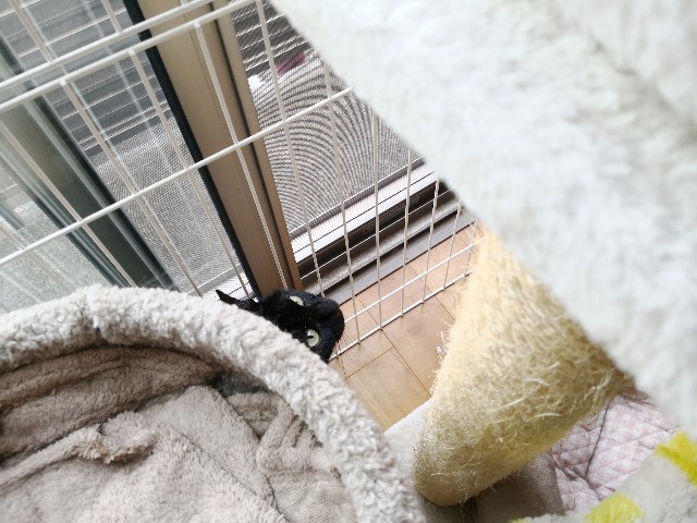f:id:hiraryo0201:20180609081747j:image