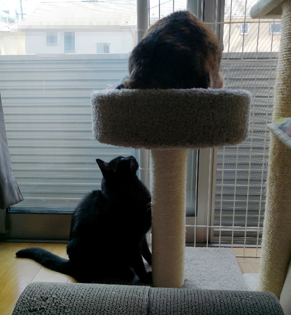 f:id:hiraryo0201:20180609085539j:image f:id:hiraryo0201:20180609085539j:image