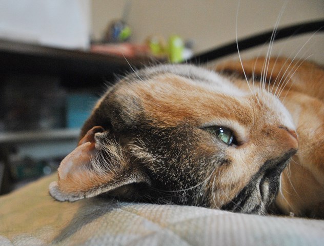 f:id:hiraryo0201:20180609191034j:plain f:id:hiraryo0201:20180609191034j:plain