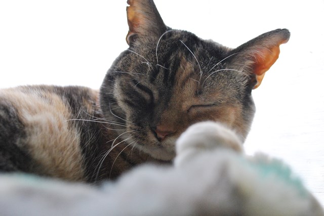 f:id:hiraryo0201:20180609191118j:plain f:id:hiraryo0201:20180609191118j:plain