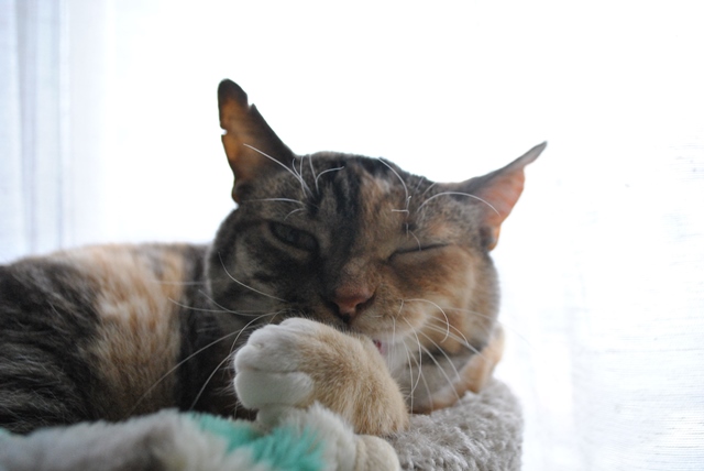 f:id:hiraryo0201:20180609191125j:plain f:id:hiraryo0201:20180609191125j:plain