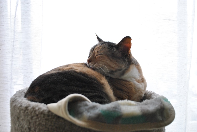 f:id:hiraryo0201:20180609191132j:plain f:id:hiraryo0201:20180609191132j:plain