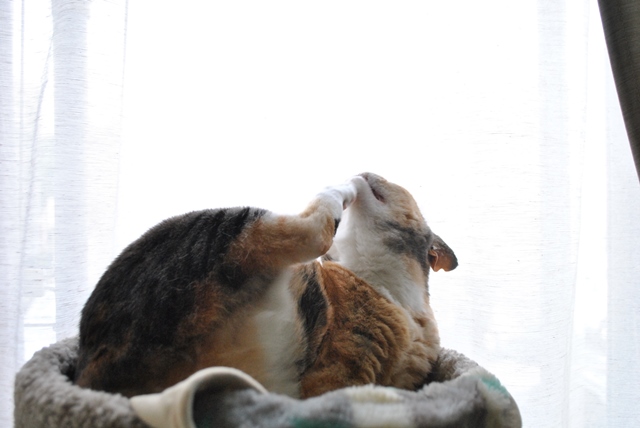 f:id:hiraryo0201:20180609191155j:plain f:id:hiraryo0201:20180609191155j:plain