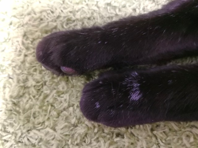 f:id:hiraryo0201:20180610075421j:plain