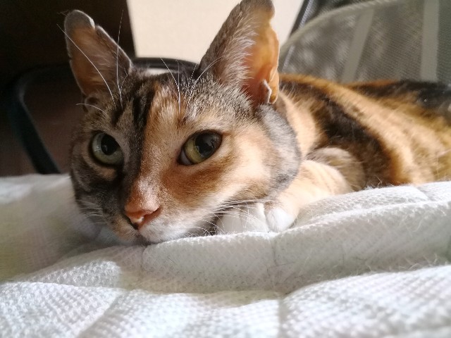 f:id:hiraryo0201:20180610113604j:plain