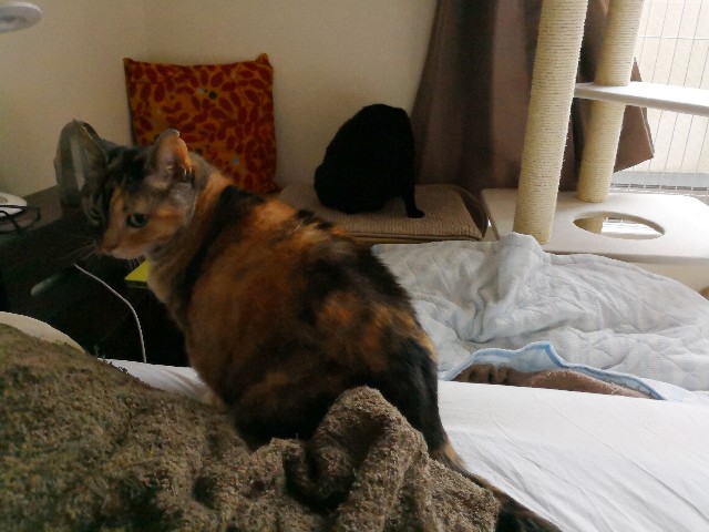 f:id:hiraryo0201:20180619191748j:image f:id:hiraryo0201:20180619191748j:image