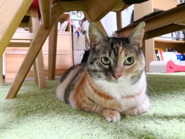 f:id:hiraryo0201:20180619191925j:image f:id:hiraryo0201:20180619191925j:image