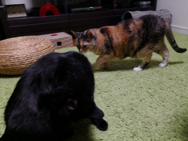 f:id:hiraryo0201:20180619192046j:image f:id:hiraryo0201:20180619192046j:image