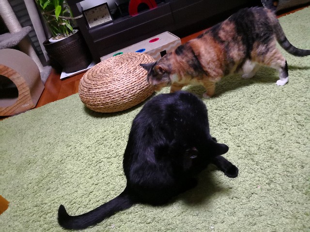 f:id:hiraryo0201:20180619192113j:image f:id:hiraryo0201:20180619192113j:image