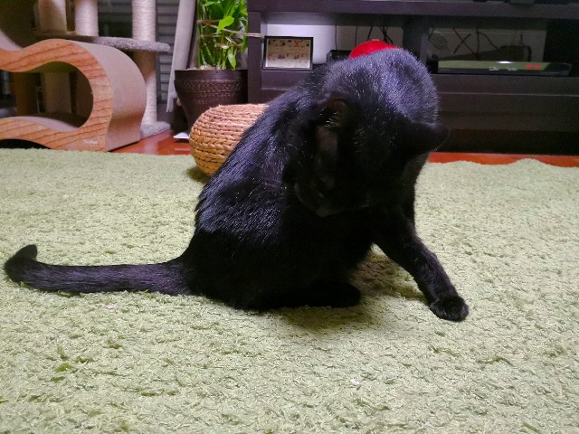 f:id:hiraryo0201:20180619192130j:image f:id:hiraryo0201:20180619192130j:image